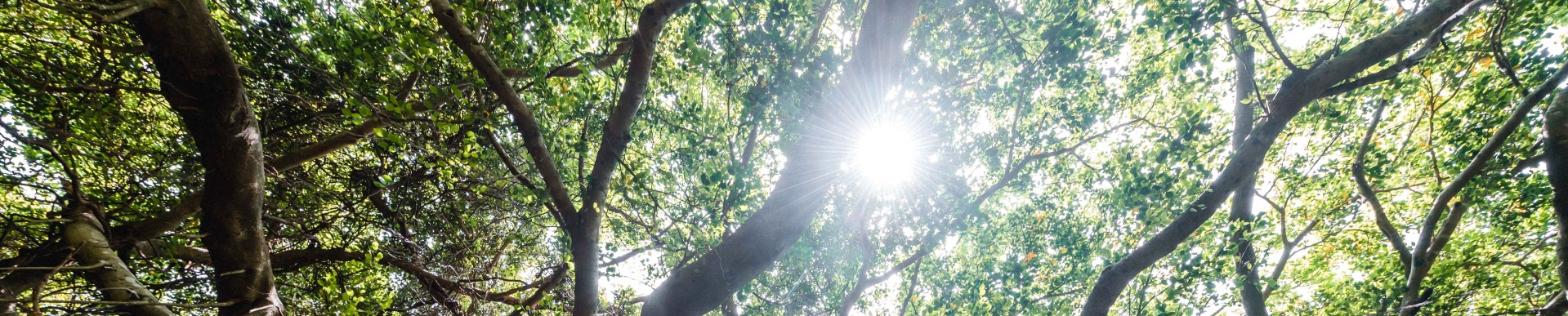 牡丹有景-古夫林道banner