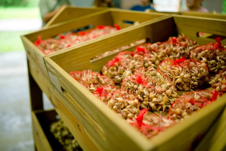 牡丹農供 牡丹農供